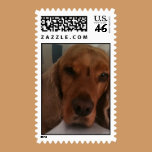 My dog cinnamon  Postage stamps