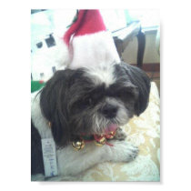 My dog is a genius posters