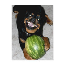 My Dog Snoop Likes Watermelons postcards