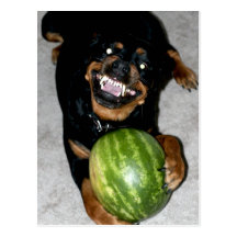 My Dog Snoop Likes Watermelons Postcard