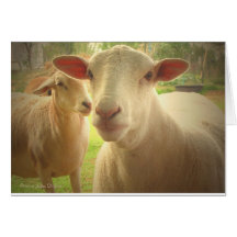 My Favorite Lamb - Light and Peace Always Greeting Card