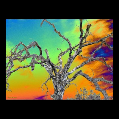 my favorite psychedelic tree posters by Web420
