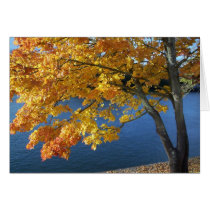 my favorite tree card