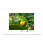 My First Kumquat by SRF