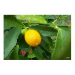 My First Kumquat by SRF