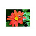 MY FLOWER posters by photonut MY FLOWER posters