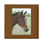 My Friend, The Horse Refrigerator Magnet
