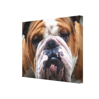 My Grumpy Dog is Saying Bulldog !!! Stretched Canvas Print