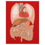 My Guts, Digestive Organs Customized Letterhead