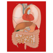 My Guts, Digestive Organs Customized Letterhead