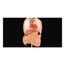 My Guts, Digestive Organs photo cards