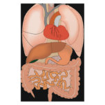 My Guts, Digestive Organs Stationery