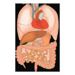 My Guts, Digestive Organs Stationery