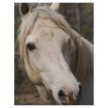 My horse face customized letterhead