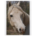My horse face flyer design
