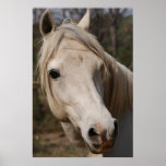 My horse face posters