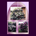 MY LILAC BUSHES
