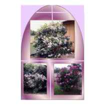 MY LILAC BUSHES posters by KABSANNIE MY LILAC BUSHES posters