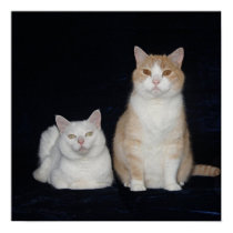 My Little Ham & Diva posters