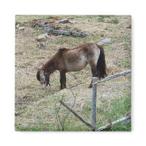 My Little Pony Magnet