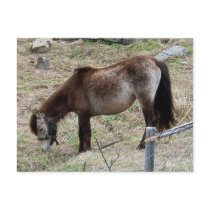My Little Pony Postcard by CreatureCreations My Little Pony Postcard
