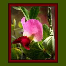 My Little Sweet Pea Framed Poster posters