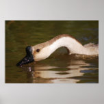 My Long Neck Posters