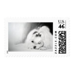My Maltese postage