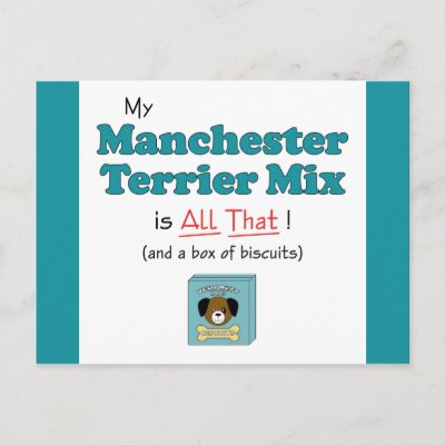 Terrier Manchester Mix