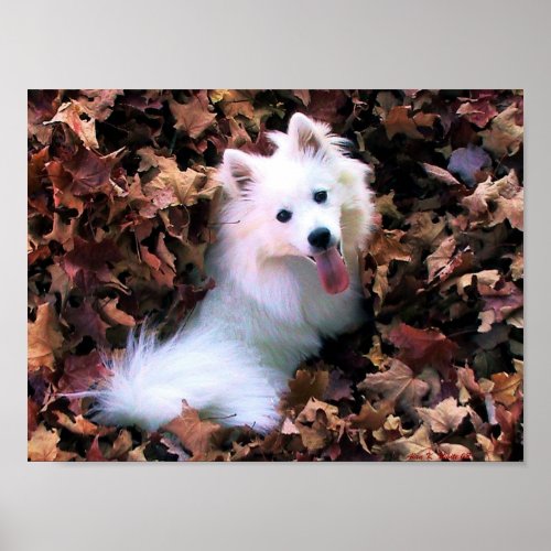 My Mini American Eskimo print