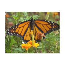 My Monarch Butterfly-postcard