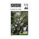 My mysterious tree postage stamps