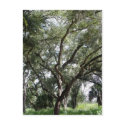 My mysterious tree postcards