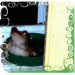 my pet frog photo sculptures
