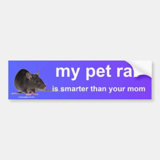 my pet rat