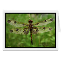"My Pretty Wings" - Dragonfly cards by Mike_Montalvo "My Pretty Wings" - Dragonfly cards