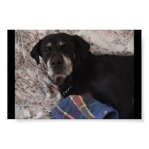 My Puppy posters