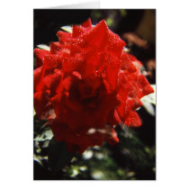 My rose cards