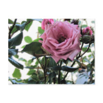 My Rose postcards