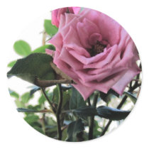 My Rose stickers