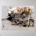 My Sandcastle!!! posters