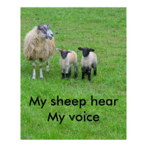My sheep posters