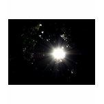 My Shine My Shine