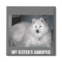 MY SISTER'S SAMOYED magnets by KABSANNIE MY SISTER'S SAMOYED magnets