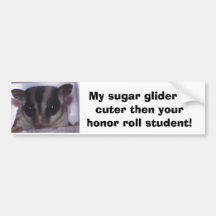My sugar glider is cuter th... bumper stickers