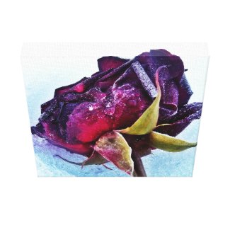 My Tea Rose: Exquisite & Frozen