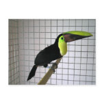 My Toucan bird