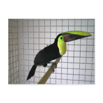 My Toucan bird postcards
