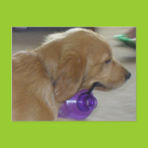 My Water Bottle Postcard postcards