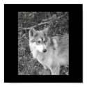 My wolf picture posters by Steph7048 My wolf picture posters